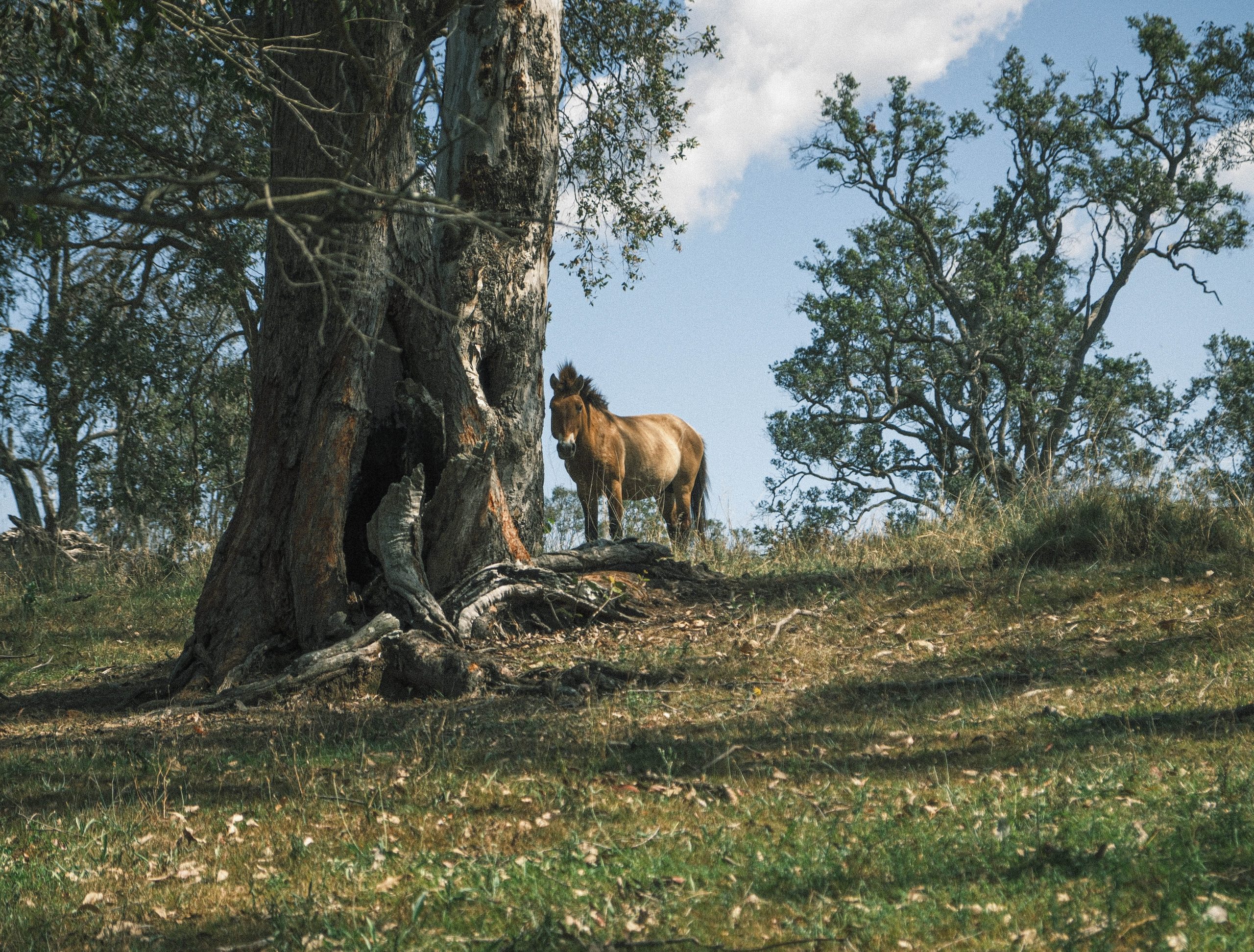 fernhill p horses of