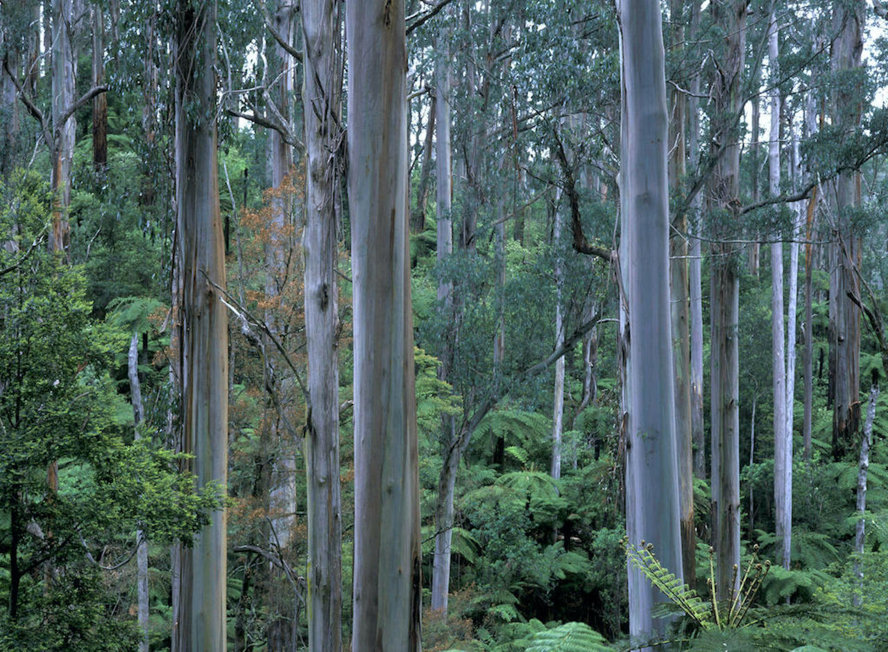 Tall open Mountain ash forest (Eucalyptus regnans), with shrubby understorey. Tarra Bulga National Park, Strzelecki Ranges, South Gippsland, Victoria,