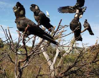 black cockatoo crisis 1