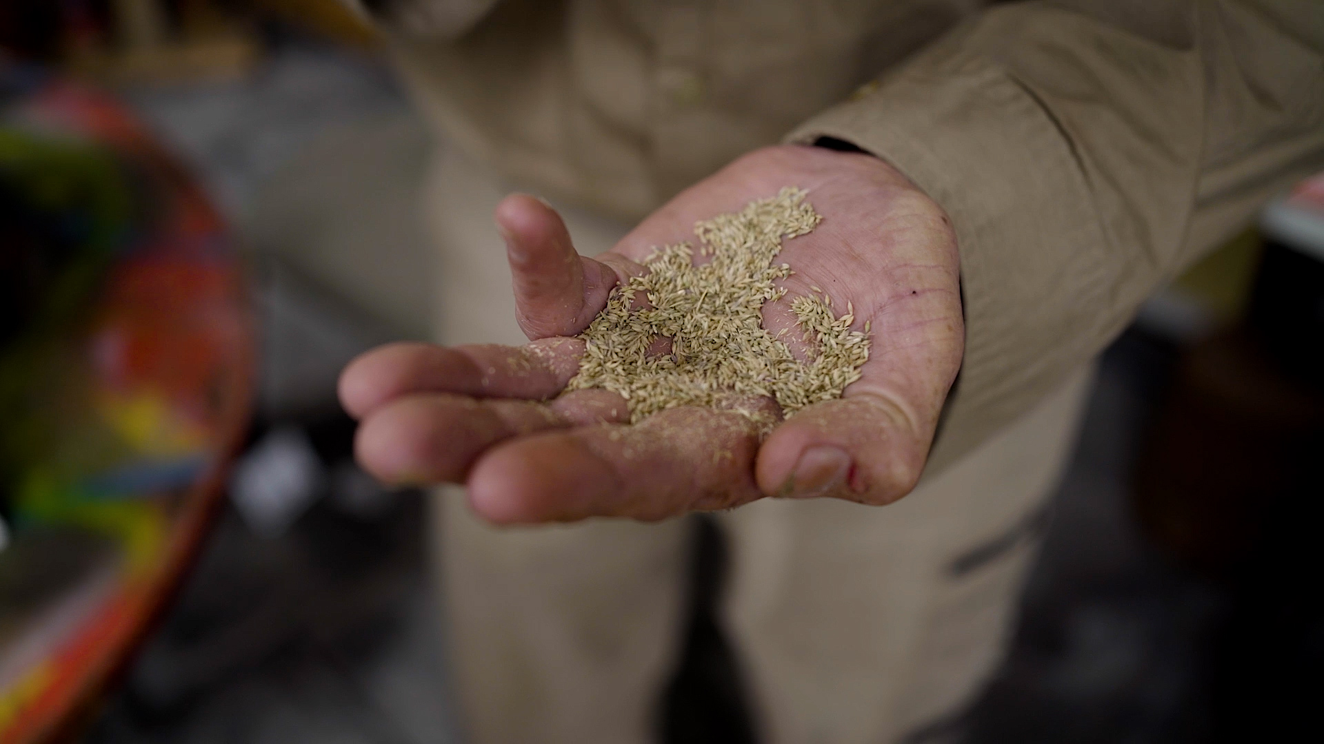 Grain in hand 1