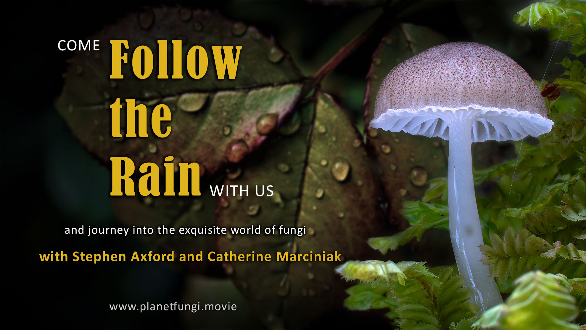 follow the rain 2