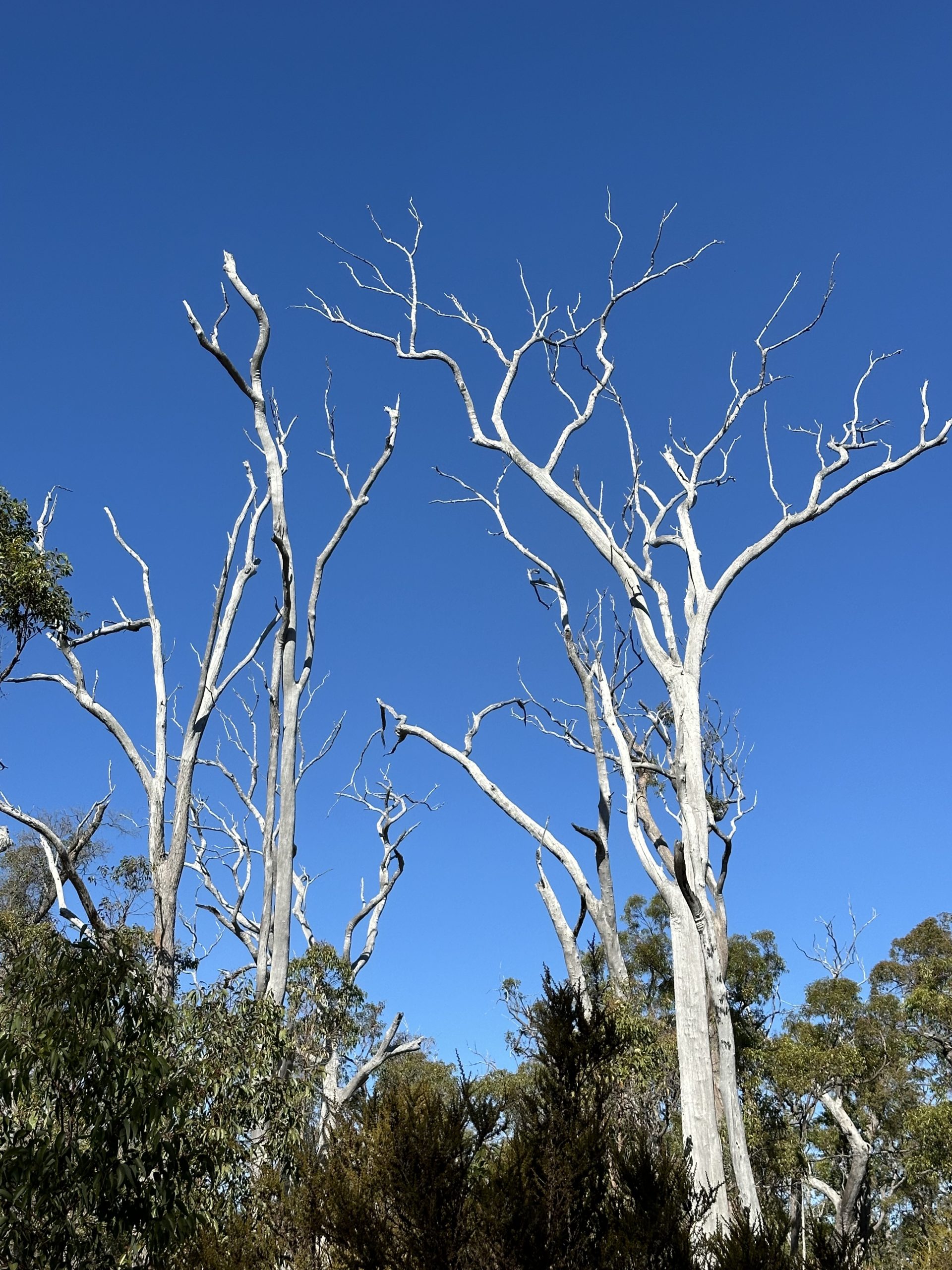 forest bleaching